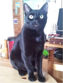 Disparu à ANGOULÊME le 11 décembre 2012, rue de la Charente (St Cybard, Magélis et alentours) chat européen noir, âgé de 3 ans, touffe de poils blancs